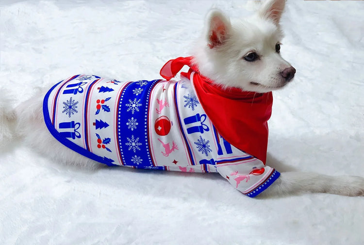 White dog wearing a festive blue, red and white holiday sweater with printed patterns and a red scarf.