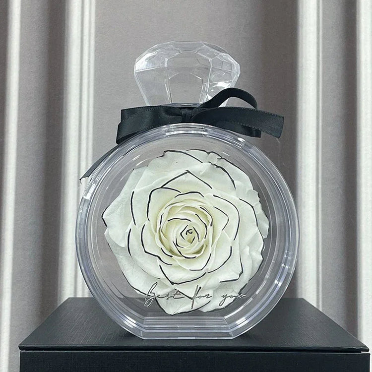 Large white rose with black outline in clear round display case with black bow, gift decor