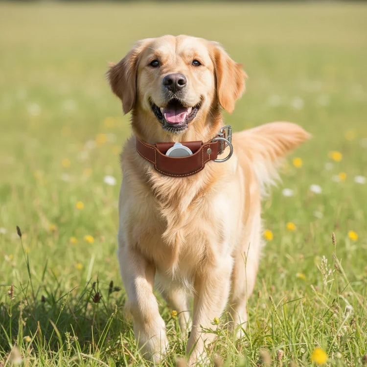 Golden retriever wearing brown leather dog collar with device holder in grassy field