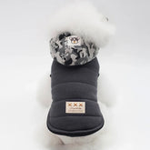 Small dog wearing a padded black jacket with a gray camo hood, quilted design, snug fit.