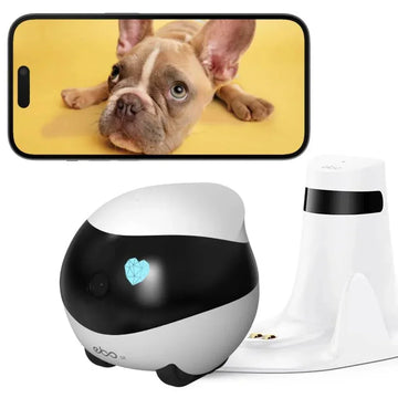 Smart pet camera and feeder system with robot ball, dog image displayed on smartphone screen