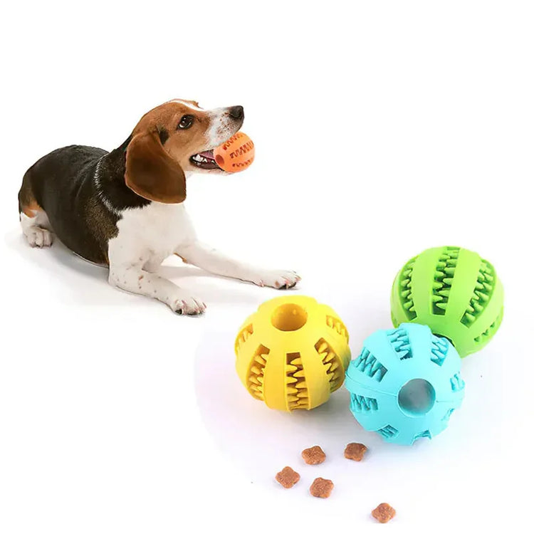 Dog with rubber ball chew toy in mouth, colorful treat-dispensing balls nearby