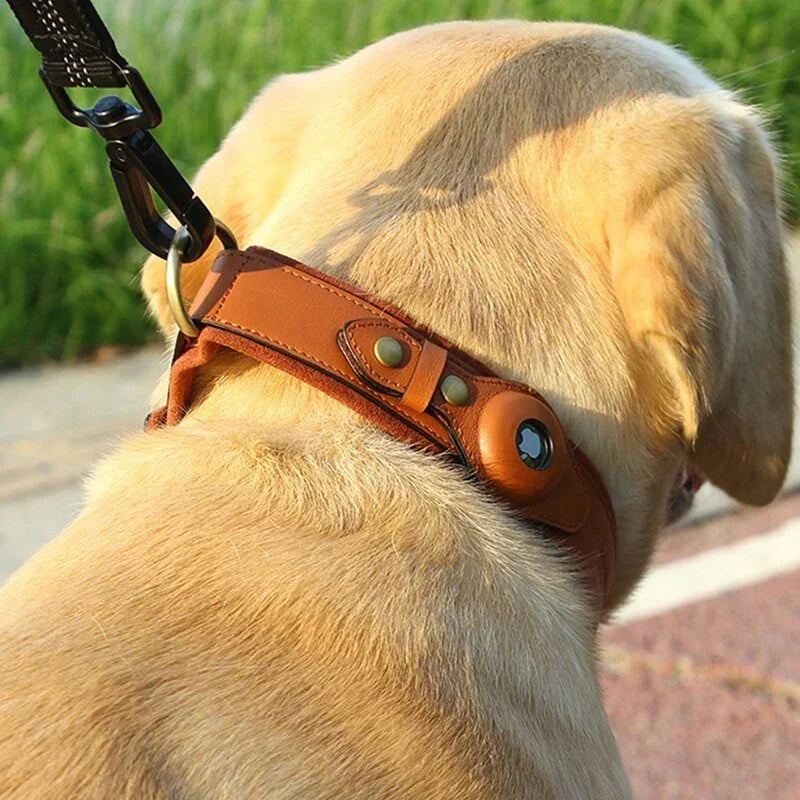 Tan leather dog collar with metal buckle and tracking device on a short-haired dog outdoors
