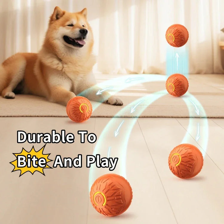 Shiba Inu dog playing indoors with durable orange rubber balls for chewing and fetch