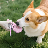 Corgi dog drinking water outdoors from a pink portable pet water bottle