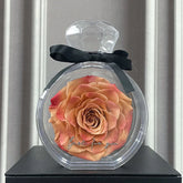 Large peach-pink artificial rose in clear round acrylic display case with black ribbon bow