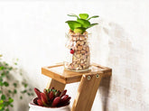Glass jar with green succulent plant and pebbles on wooden stand, bright tiled background